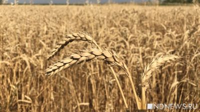 На освобожденной территории Украины создан зерновой фонд