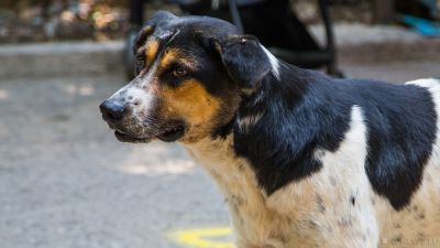 На южноуральских чиновников завели уголовное дело из-за нападений бездомных собак
