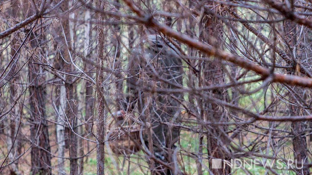 Каждый день свердловчане подают по 5-6 заявлений о пропаже людей