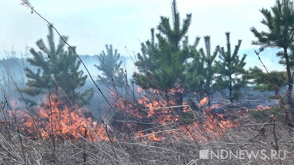 На Ямале тушением лесных пожаров теперь будут заниматься два департамента